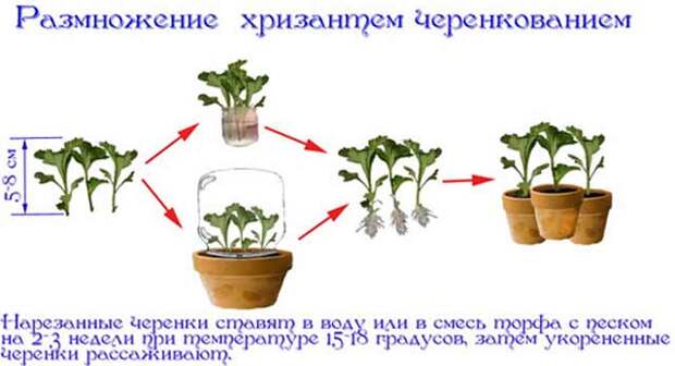 plants-mart14-14.jpg