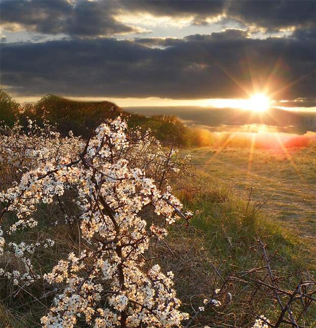 Фото жизнь - mondtag3106 - Пейзажи - Свет весны