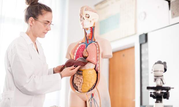 Как двухлетний ребенок: топ-10 самых тяжелых органов в организме человека