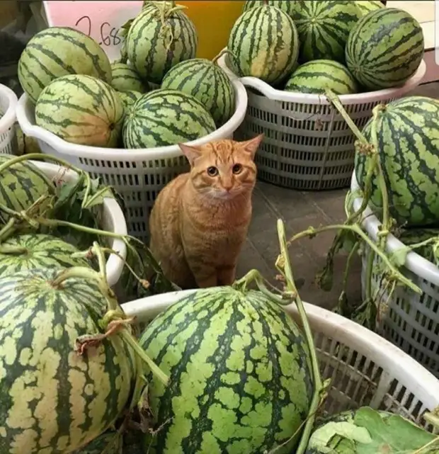 Позитив и юмор в смешных фотографиях