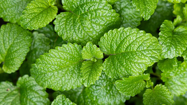 Улучшает ли мята самочувствие при простуде — ученые