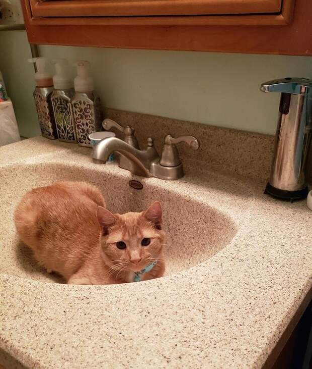 Котенок в раковине