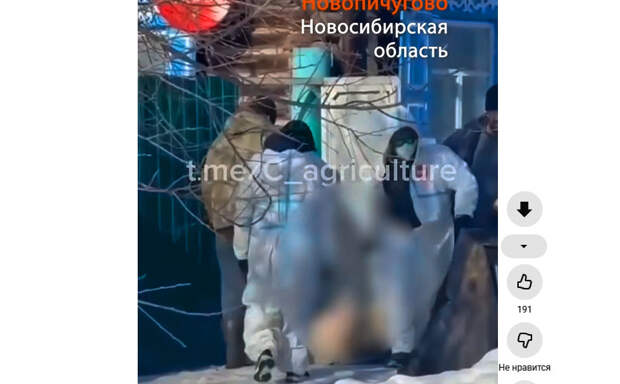 Секретный карантин: почему фермеры Сибири не верят официальным диагнозам ветеринаров