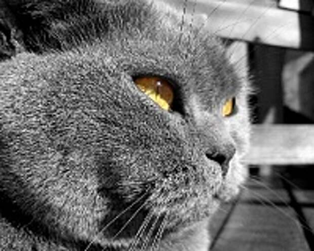 Любимые коте:) 4