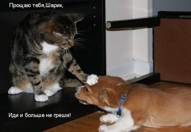 Разнообразные фото приколы с животными: смотреть обязательно!