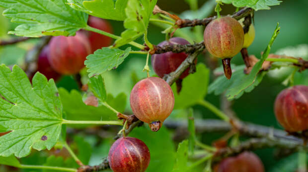 Россиянин объелся неспелого крыжовника, затаил обиду на жену и поджег ее