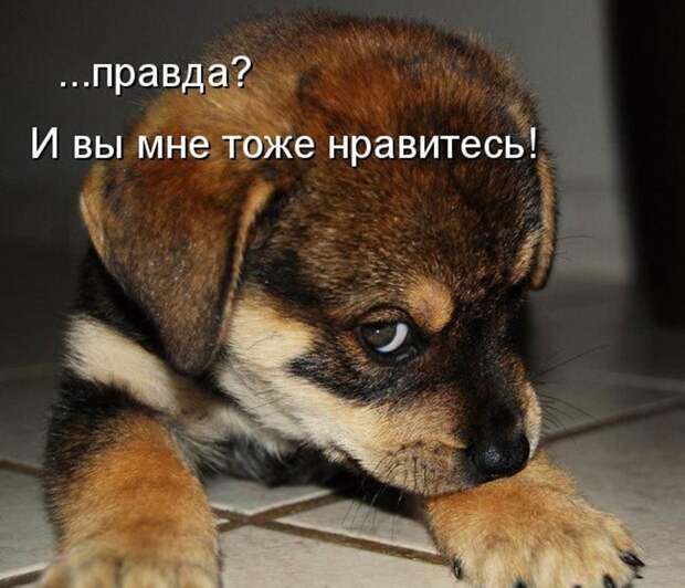 Прикольные и смешные зверюшки # 34