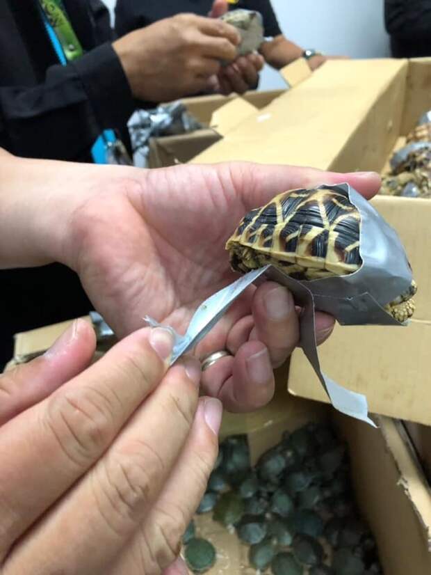 Брошенная контрабанда: в филиппинском аэропорту нашли более 1500 черепах, замотанных клейкой лентой в мире, животные, люди, таможня, черепаха