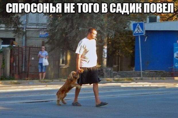 прикол, животные собаки