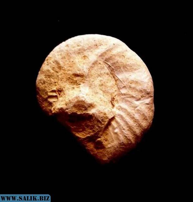 Древнейший артефакт. 100 миллионов лет