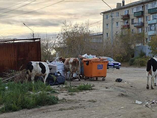 ГРЭС тонет в мусоре