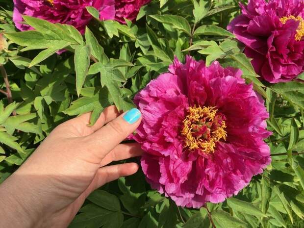 Пионы отцвели, что с ними делать дальше