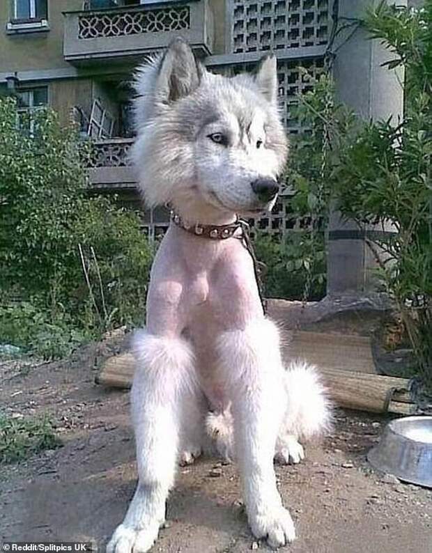 Животные со странными и смешными причёсками
