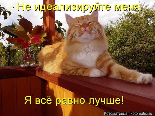Новые котоматрицы с классным задором (30 фото)