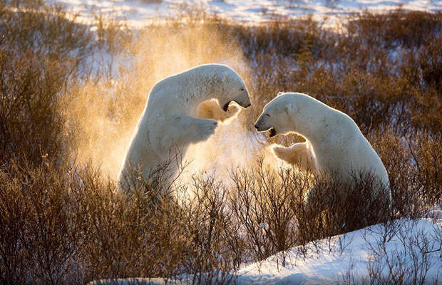 Игры белых медведей, Канада