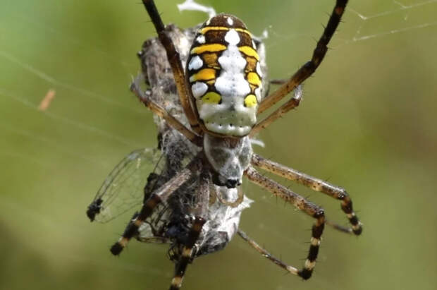 США накрыла паника из-за ядовитых летающих пауков размером с ладонь