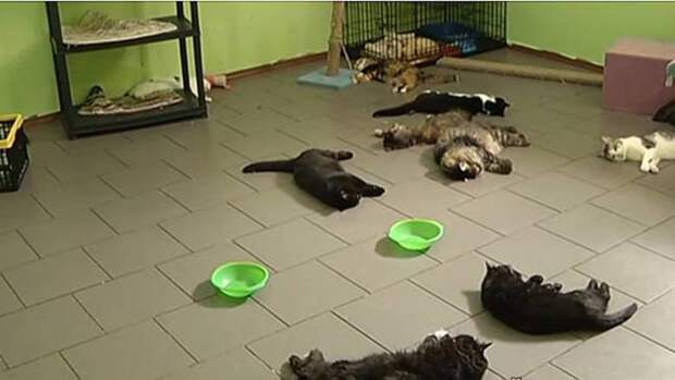 Диверсия или выброс газа? Кто погубил 69 кошек в оренбургском приюте
