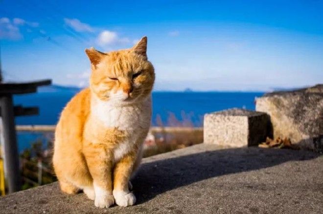 35 обалденных котов, которые умеют правильно отдыхать