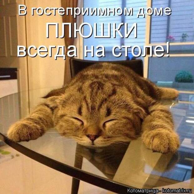 Котоматрицы (картинки с надписями)
