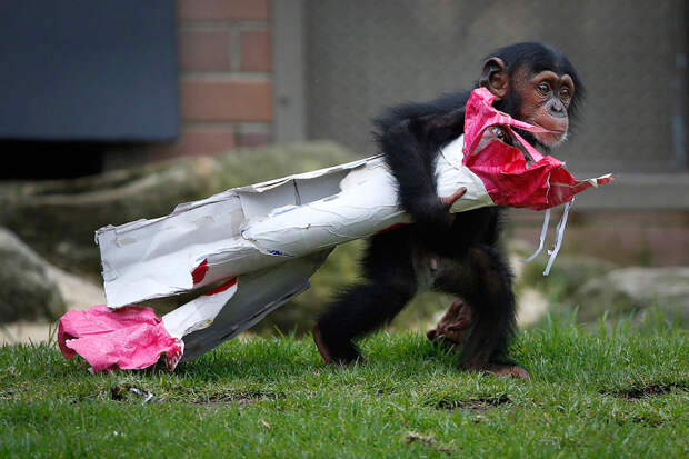 13-месячный шимпанзе из зоопарка Сиднея