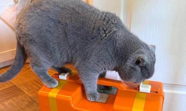 «Таких наглецов не встречал»: фельдшер скорой поделился историями про котов на вызовах