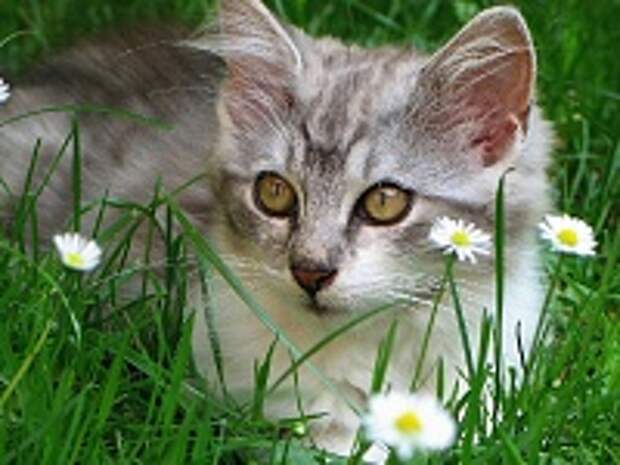 Любимые коте:) 16