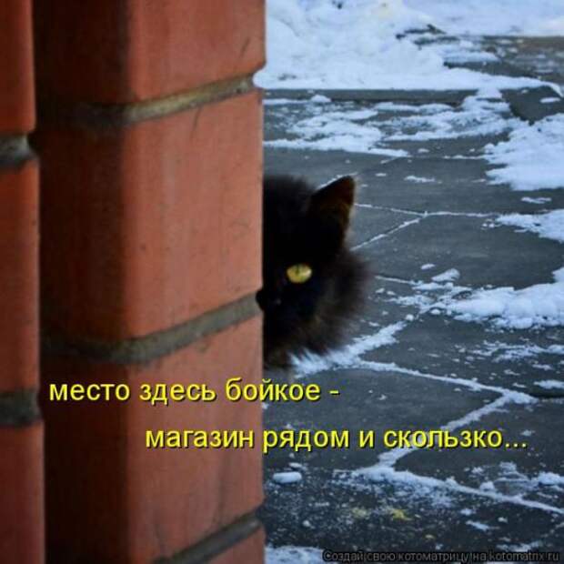Котоматрицы (картинки с надписями)