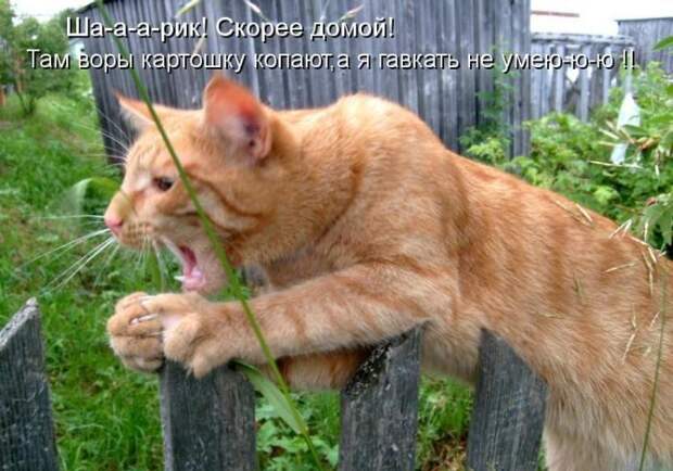 Лучшие котоматрицы недели