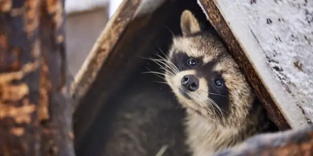Всероссийская акция по сбору помощи зоопаркам Донбасса и Украины стартовала в Москве. Фото: М. Денисов mos.ru