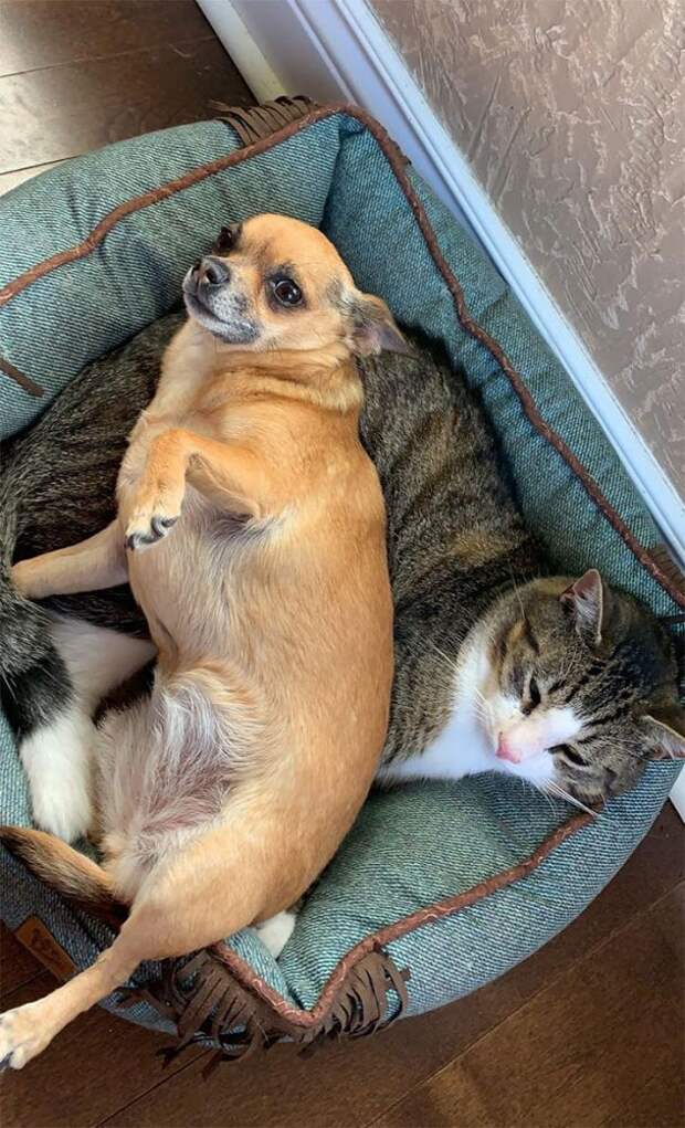 10 фото наглых котов, которые отжали место у собак