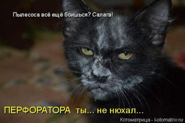 Котоматрицы (картинки с надписями)