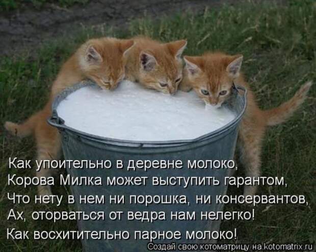 Котоматрицы (картинки с надписями)