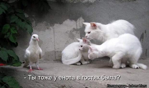 Новые крутые котоматрицы первой недели октября (50 фото) Новые крутые котоматрицы первой недели октября (50 фото)