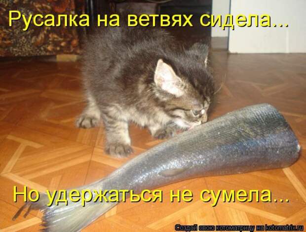 Лучшие котоматрицы недели  