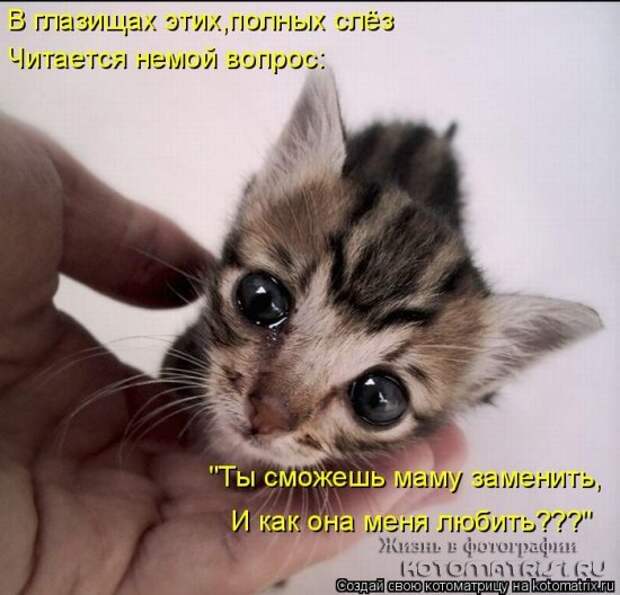 Сборка котоматриц