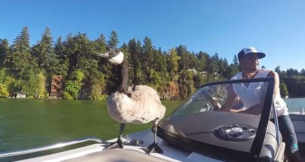 kyle-goose-2-667x354