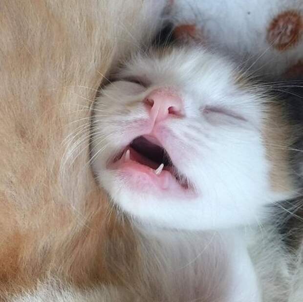 Милота уснула Милота уснула