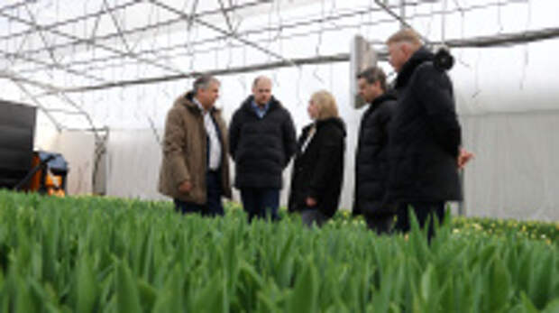 В фермерском хозяйстве в Лежневском районе вырастили 60 тысяч тюльпанов к Международному женскому дню