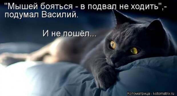 Котоматрицы(картинки с надписями)