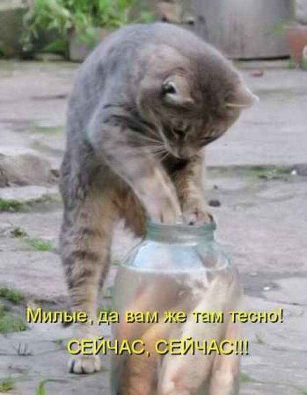 Прикольные животные, котоматрица