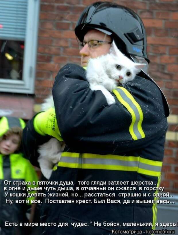 Котоматрицы(картинки с надписями)