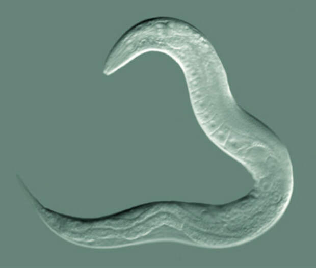 Гермафродиты C. elegans больше самцов заботятся о своём пропитании (иллюстрация Wikimedia Commons). 