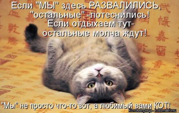 Лучшая котоматрица недели (32 фото)