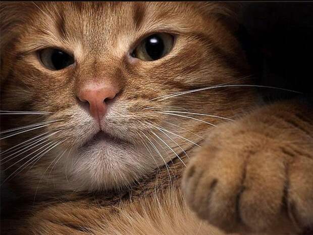 Коты,кошки,котята...