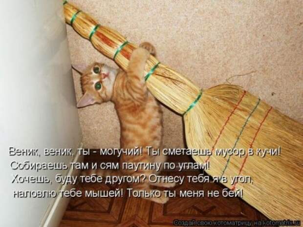 Лучшие котоматрицы недели, 35 шт.