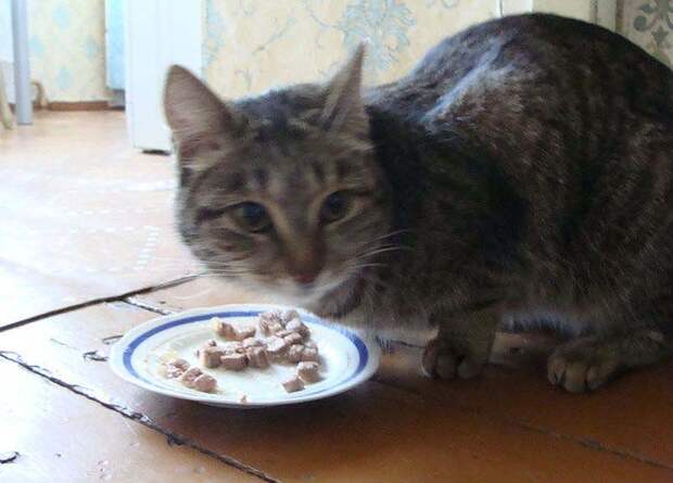 Спасение кота, застрявшего на тополе spaseniekota 8 Спасение кота, застрявшего на тополе