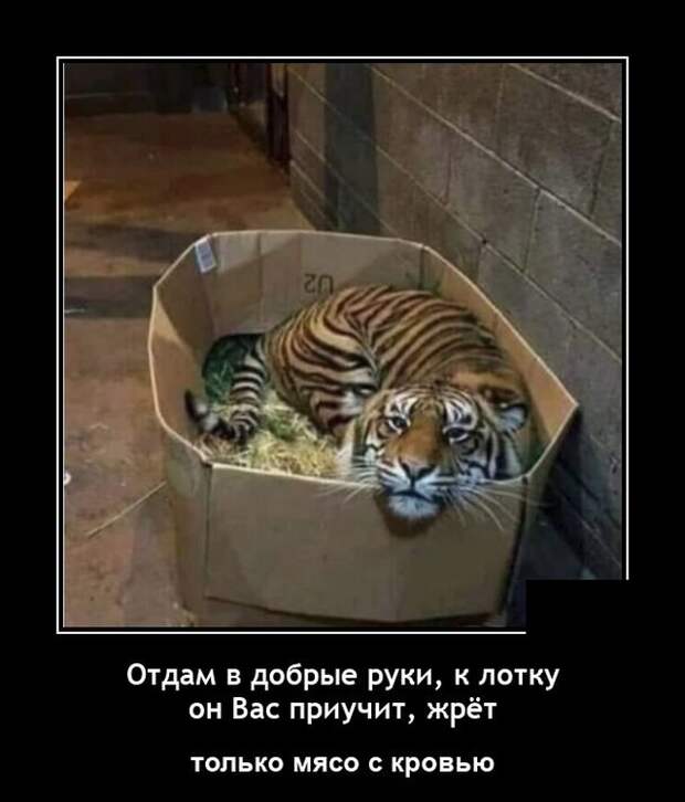 Демотиваторы 6 августа 2021 года