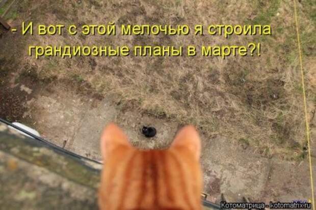 Отличная коллекция котоматриц (25 шт)