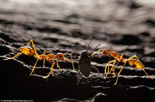 Победители конкурса Travel Photographer Of The Year 2013 trvlphtgrphr18 Победители конкурса Travel Photographer Of The Year 2013