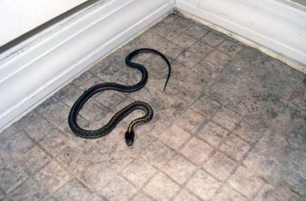 Жительница Волгоградской области обнаружила в туалете змею